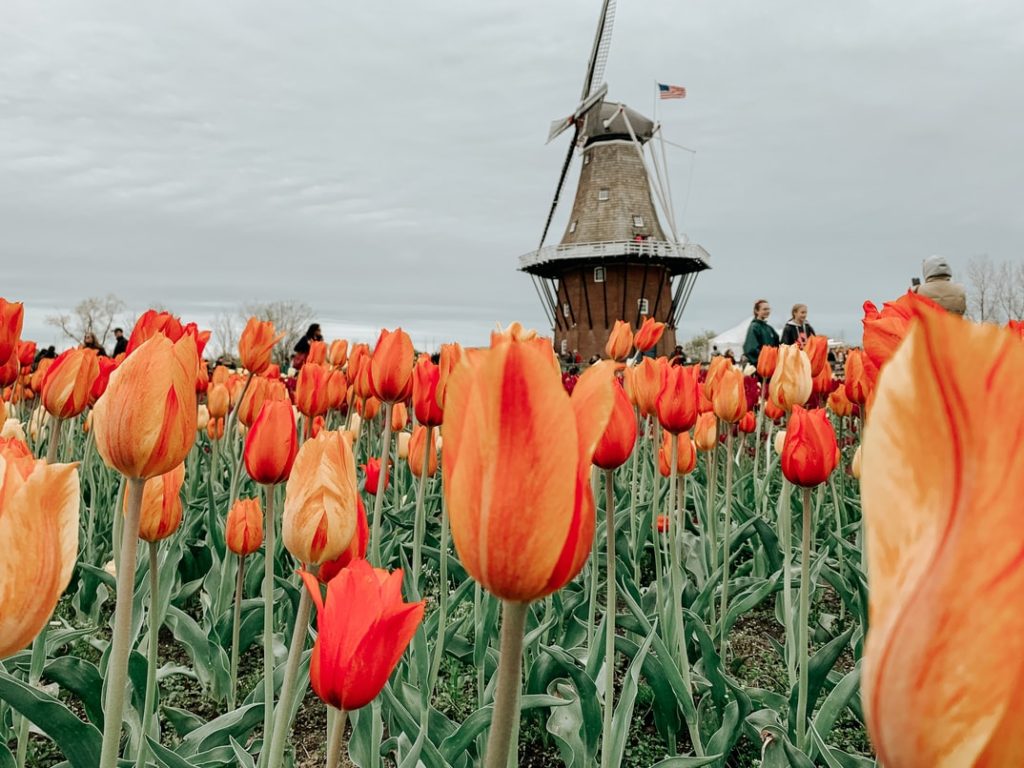 Holanda, molino y tulipanes